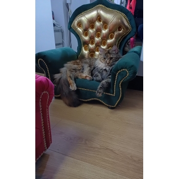 Mały welurowy fotel tron - 100 kolorów do wyboru