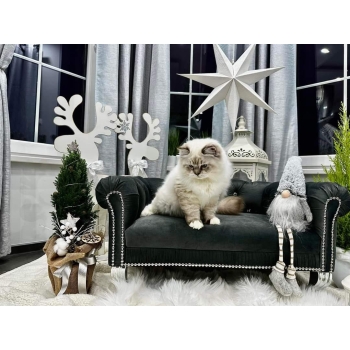 Duże legowisko glamour dla psa kota 100 kolorów