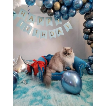 Legowisko kanapa glamour dla psa kota 100 kolorów