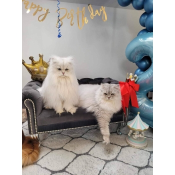 Duże legowisko kanapa Chesterfield glamour dla psa kota XXL 100 kolorów