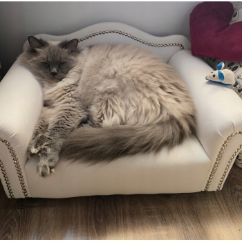 Legowisko kanapa dla psa kota 100 kolorów