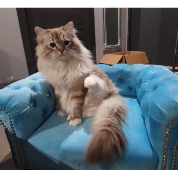 Legowisko kanapa glamour dla psa kota 100 kolorów