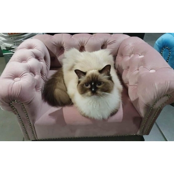 Legowisko kanapa glamour dla psa kota 100 kolorów