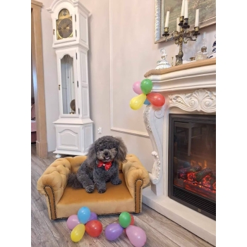 Legowisko kanapa Chesterfield glamour dla psa kota 100 kolorów