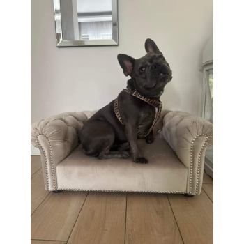 Legowisko kanapa Chesterfield glamour dla psa kota 100 kolorów