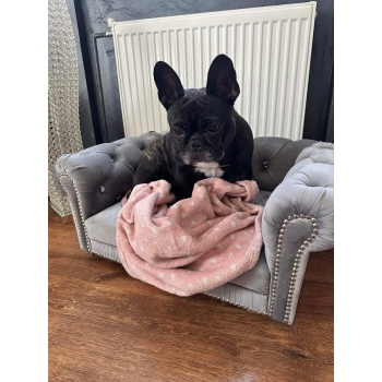 Legowisko kanapa Chesterfield glamour dla psa kota 100 kolorów