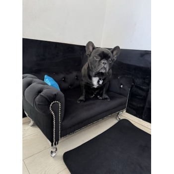 Duże legowisko kanapa Chesterfield glamour dla psa kota XXL 100 kolorów