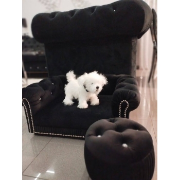 Legowisko kanapa glamour dla psa kota 100 kolorów