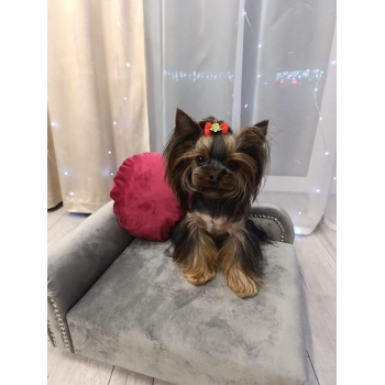 Legowisko kanapa dla psa kota 100 kolorów