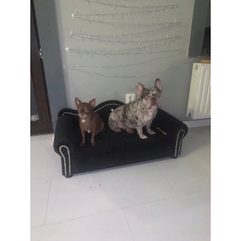 Duże legowisko kanapa dla psa kota XXL 100 kolorów