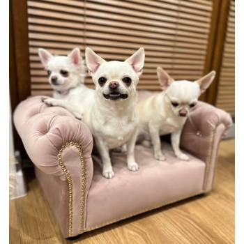 Legowisko kanapa glamour dla psa kota 100 kolorów