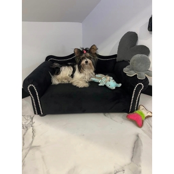 Legowisko kanapa glamour dla psa kota 100 kolorów