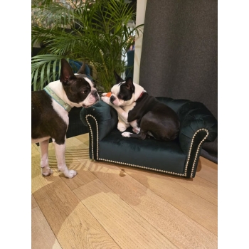 Legowisko kanapa Chesterfield glamour dla psa kota 100 kolorów